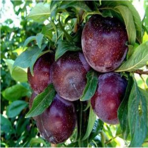 Anjelika Erik Fidanı