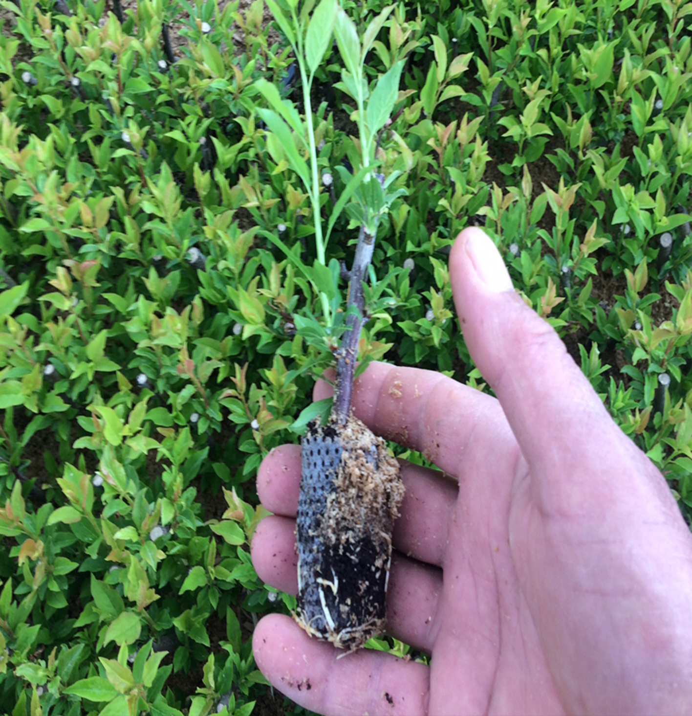 Marianna 2624 Anacı