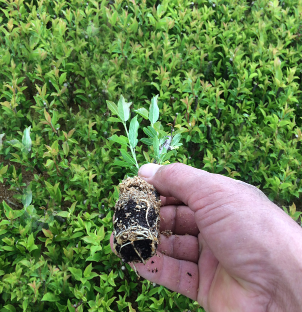 Myrobolan 29 C Anacı