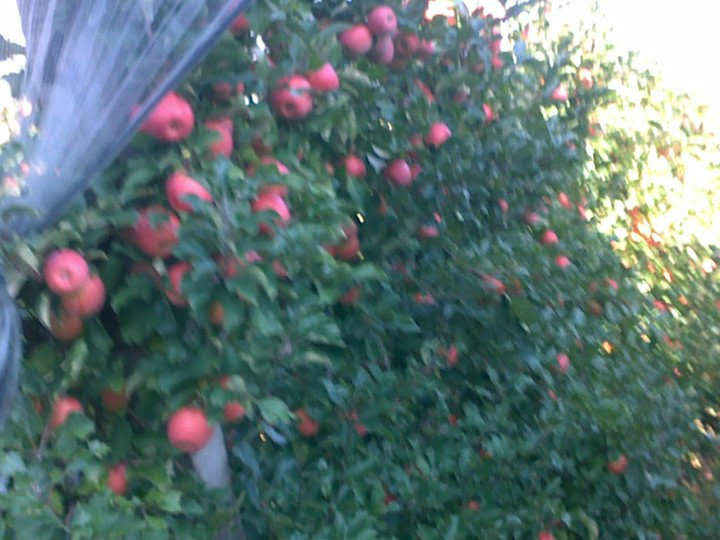 Rosy Glow Bodur Elma Bahçesi