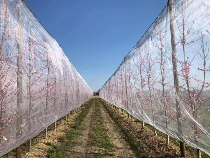 Garnem Anaçlı Şeftali bahçesi