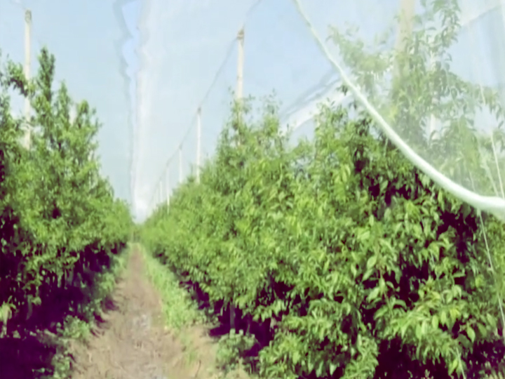 sık dikim erik bahçesi