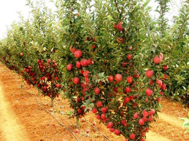 yarı bodur elma bahçesi