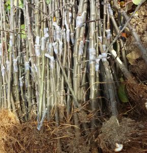 durgun göz aşılı fidanı